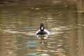 Ducks swim in the summer pond. Photographed close-up beak look water Royalty Free Stock Photo