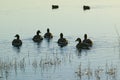 Ducks swim at sunrise at the Bosque del Apache National Wildlife Refuge, near San Antonio and Socorro, New Mexico Royalty Free Stock Photo