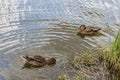 Wild duck floats on the river. Ducks swim in the water close Royalty Free Stock Photo