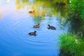 Ducks swim in the water in the coastal grass