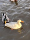 Ducks swim. White Duck