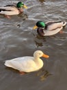 Ducks swim. White Duck