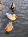 Ducks swim. White Duck