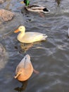 Ducks swim. White Duck