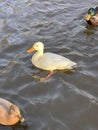 Ducks swim. White Duck