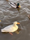 Ducks swim. White Duck