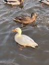 Ducks swim. White Duck