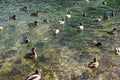 Ducks swim in winter ice water. Ducks in winter river. Winter ducks Royalty Free Stock Photo