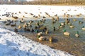 Ducks swim in winter ice water Royalty Free Stock Photo