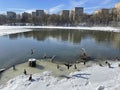 Ducks swiming in Pekhorka river in early spring. Moscow region, Balashikha city Royalty Free Stock Photo
