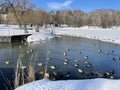 Ducks swiming in Pekhorka river in early spring. Moscow region, Balashikha city Royalty Free Stock Photo