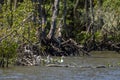 Ducks swimming on the banks of the mangrove.