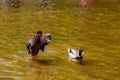 ducks swimming in a beautiful lake. Green background lake. Royalty Free Stock Photo