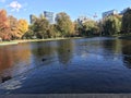 Ducks swimming in Boston public garden in fall season.