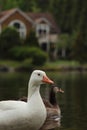 Ducks swimming in clear water near a house Royalty Free Stock Photo