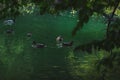 Ducks swimming on emerald green lake Royalty Free Stock Photo