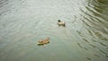 Ducks swimming at evening in Ireland. Male and female mallard duck swimming on a pond with green water while looking for food. Royalty Free Stock Photo