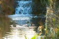 Ducks swimming at evening in Ireland. Male and female mallard duck swimming on a pond with green water while looking for food. Royalty Free Stock Photo