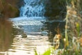 Ducks swimming at evening in Ireland. Male and female mallard duck swimming on a pond with green water while looking for food. Royalty Free Stock Photo