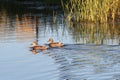 2 ducks swimming on a fall morning Royalty Free Stock Photo