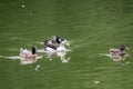 4 ducks swimming on the green water of a lake Royalty Free Stock Photo