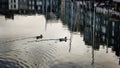 Ducks swimming in the Harbor in Honfleur, Normandy, France.