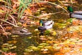 Ducks swimming in lake in the fall Royalty Free Stock Photo