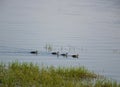 Ducks swimming in a lake Royalty Free Stock Photo