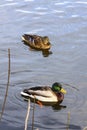 Ducks swimming on a lake Royalty Free Stock Photo