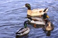 Ducks swimming on a lake Royalty Free Stock Photo