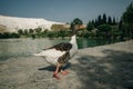 Ducks swimming in the lake. Pamukkale, Turkey-August 2019. Green Lake with an island in the center