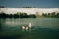 Ducks swimming in the lake. Pamukkale, Turkey-August 2019. Green Lake with an island in the center