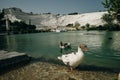 Ducks swimming in the lake. Pamukkale, Turkey-August 2019. Green Lake with an island in the center