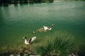 Ducks swimming in the lake. Pamukkale, Turkey-August 2019. Green Lake with an island in the center