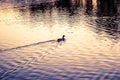 Ducks swimming in the lake, waterfowl in the park