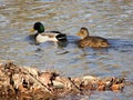 ducks swimming in a muddy brown river Royalty Free Stock Photo