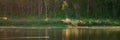 Ducks Swimming Peacefully On A Pond With A Forest Background Royalty Free Stock Photo