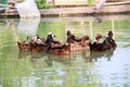 Ducks swimming and playing on an organic farm rural