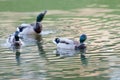 Ducks Royalty Free Stock Photo