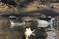 Ducks swimming Royalty Free Stock Photo