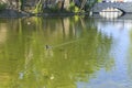 Ducks swimming in the pond in front of Vajdahunyad castle in Bud