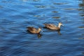 Ducks Swimming on Pond