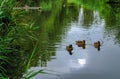 Ducks swimming in a pond Royalty Free Stock Photo