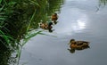 Ducks swimming in a pond Royalty Free Stock Photo