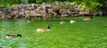 Ducks swimming in a pond