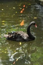 ducks swimming in the pond