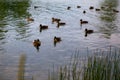 Ducks swimming in the pond, summer time concept Royalty Free Stock Photo