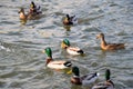 Ducks swimming in the pond. Wild mallard duck. Drakes and female Royalty Free Stock Photo