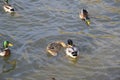 Ducks swimming in the pond. Wild mallard duck. Drakes and females Royalty Free Stock Photo