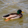 Ducks swimming in the pond. Wild mallard duck. Drakes and female